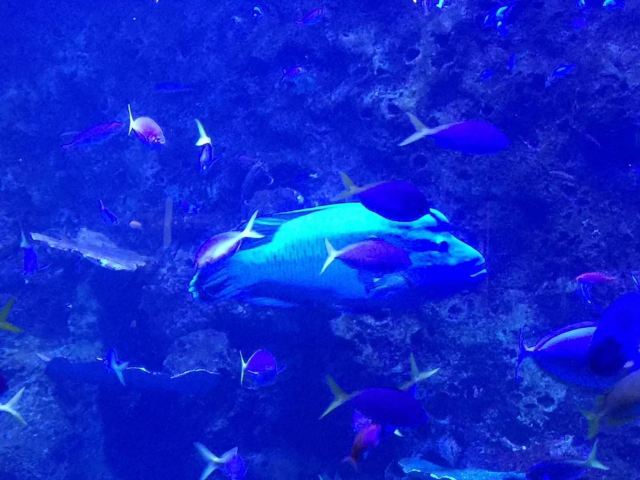 凱恩斯水族館