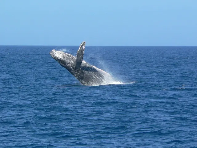 Unusual Watersports in Okinawa Go Diving at the Only (Other) Blue Cave in the World