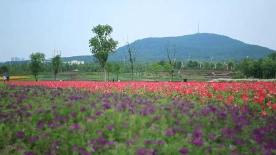 除了花树项目之外，四季花海二期还有些许儿童游乐场所、篮球场乒