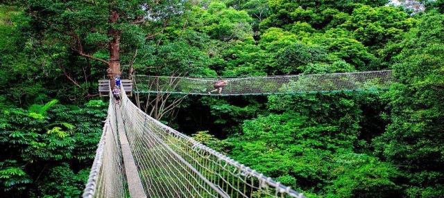 Tamborine Rainforest Skywalk