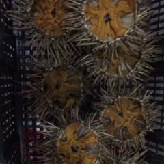 燕欣老字号活海鲜家常菜(北京路店) User Photo