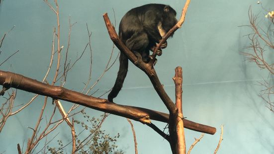 林肯動物園面積超大的，區域劃分清晰。有哺乳類、靈長類、爬行動