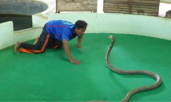 Phuket Cobra Show and Snake Farm