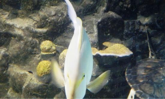 Phuket Aquarium
