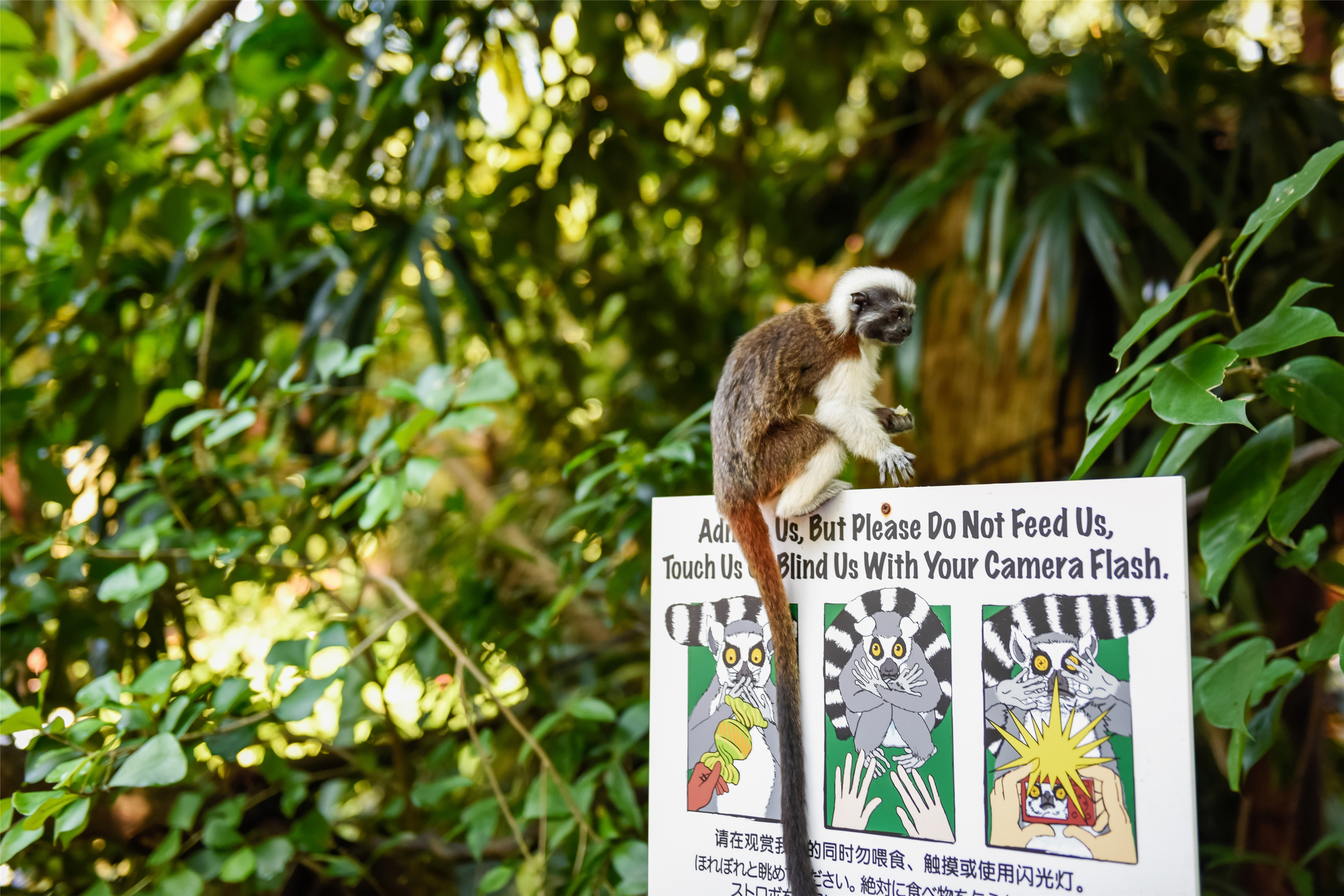 Singapore Zoo