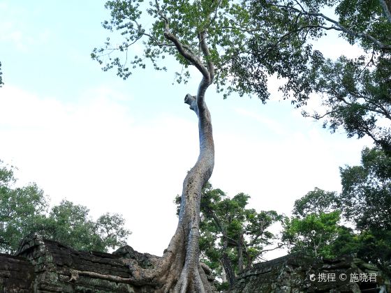 Ta Prohm Temple