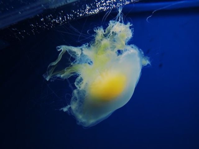 大洗水族館