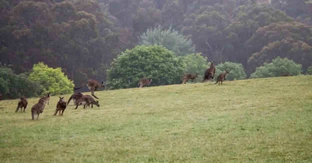 Dandenong Ranges: What to cover on your first day trip