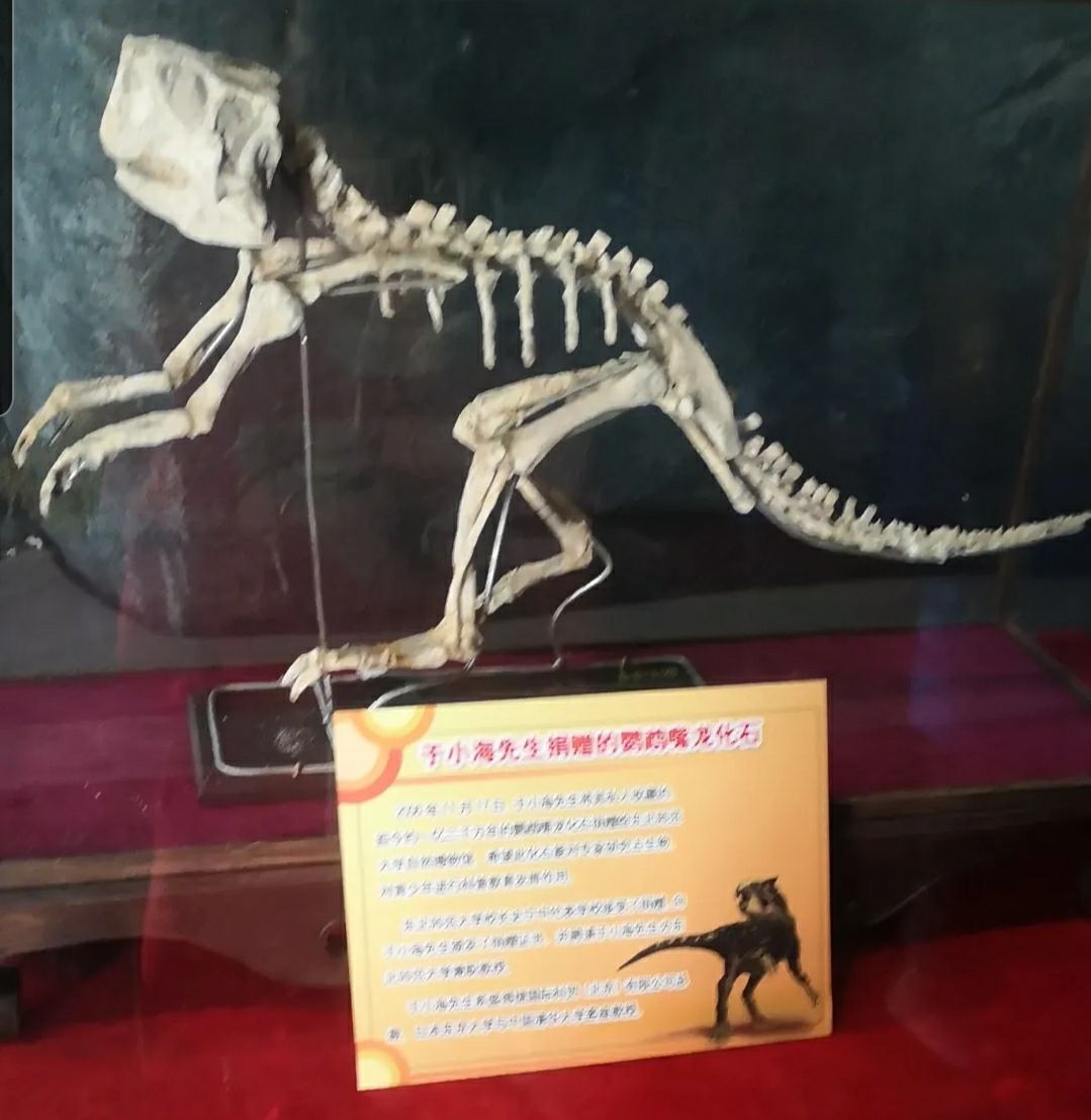 Jilin Provincial Museum Of Natural History Travel Guidebook Must Visit Attractions In Changchun Jilin Provincial Museum Of Natural History Nearby Recommendation Trip Com Jilin Provincial Museum Of Natural History Travel Guidebook Must Visit Attractions In Changchun Jilin Provincial Museum Of Natural History Nearby Recommendation Trip Com
