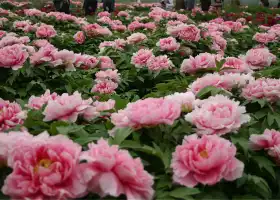 China National Flower Garden