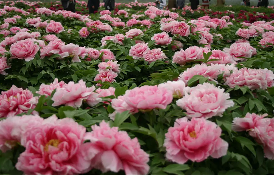 China National Flower Garden