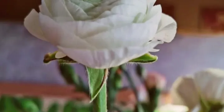 得快樂披薩(攸縣店)