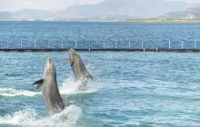 Ocean Adventure, Subic Bay