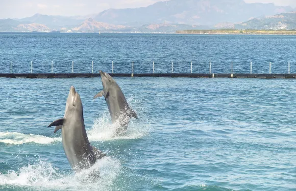 蘇碧灣海洋冒險樂園門票成人