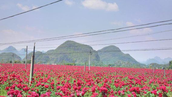 Qiubei