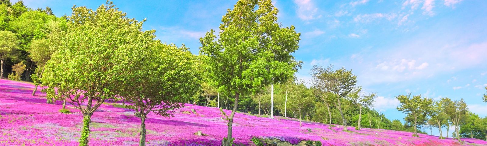 夕張市城市通票