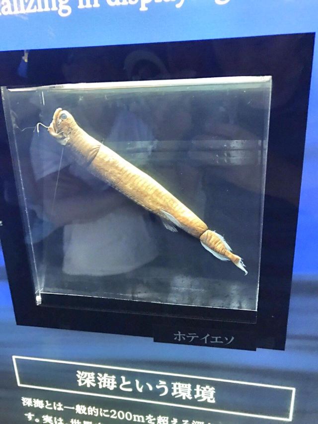 駿河灣深海生物館景點 沼津市旅遊評論 旅行指南 Trip Com