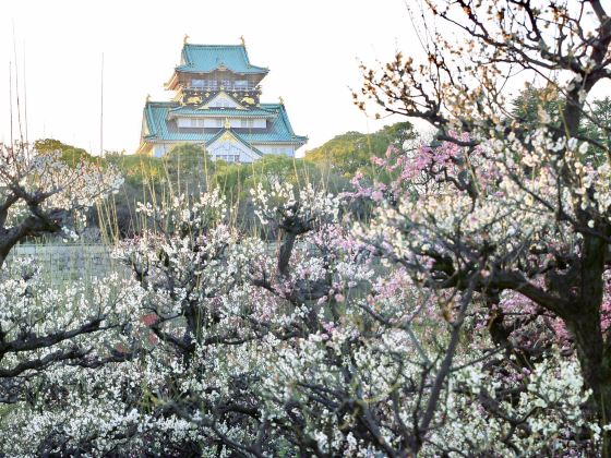 Osaka Castle’s Plum Grove