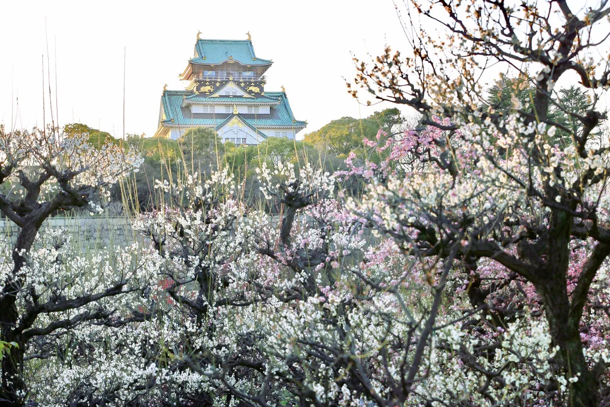 2_大阪城梅花林