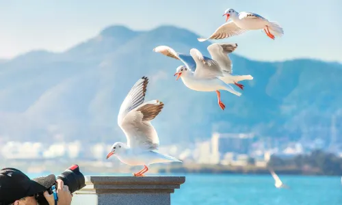 Red-billed Gull Watching in Kunming