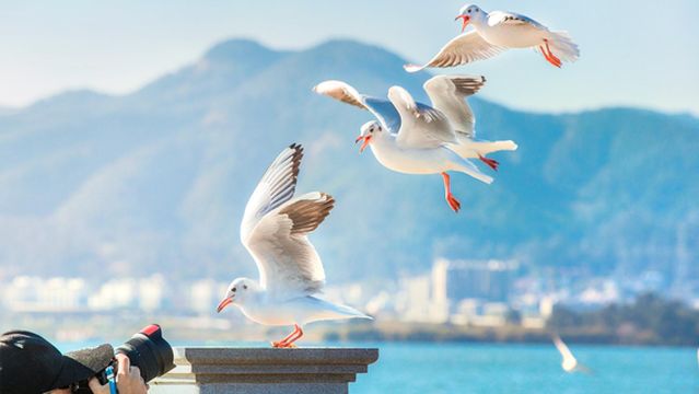 Red-billed Gull Watching in Kunming