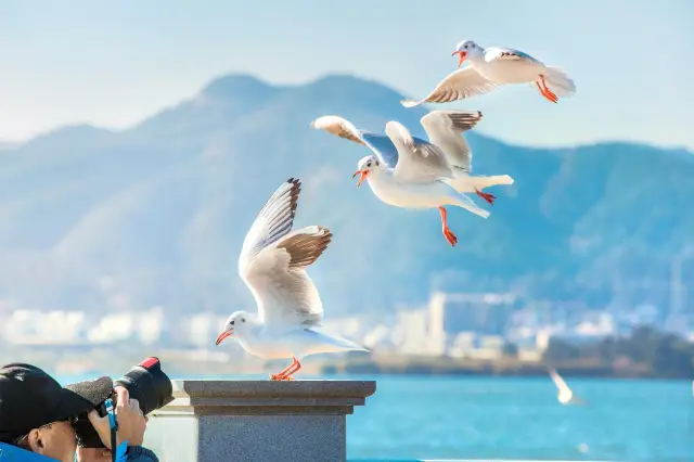 Red-billed Gull Watching in Kunming