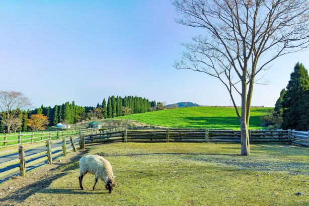 Takachiho Farm