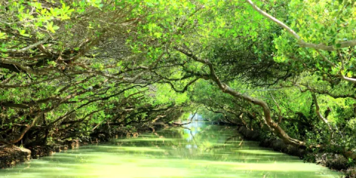 四草野生動物保護區