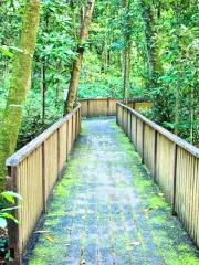 Foresta pluviale di Daintree