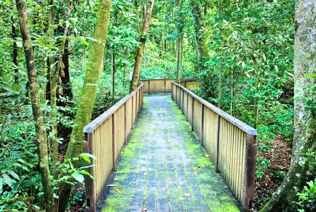 Foresta pluviale di Daintree