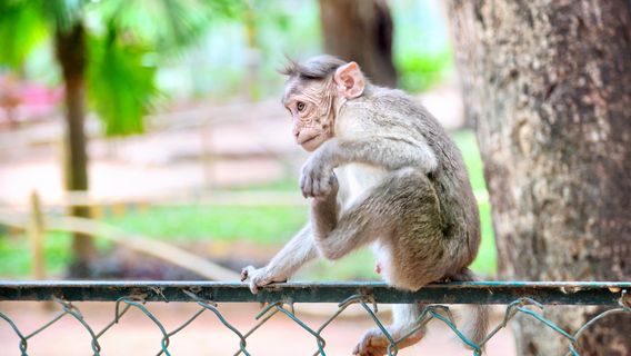 Bengaluru Bannerghatta Biological Park
