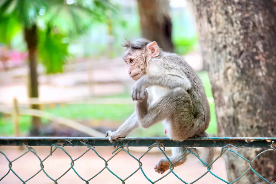 Bannerghatta Biological Park