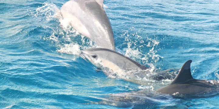 Encounter Kaikoura (Dolphin Encounter)