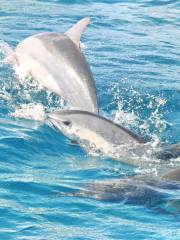 Encounter Kaikoura （Dolphin Encounter）