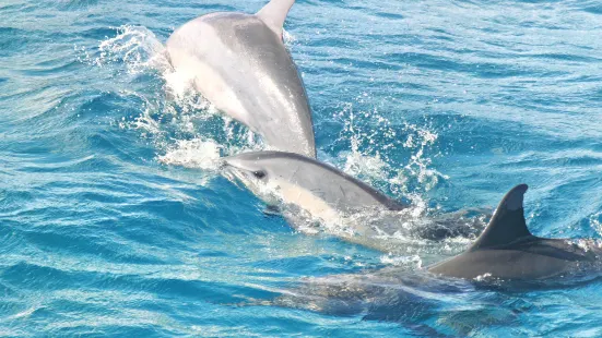 Encounter Kaikoura (Dolphin Encounter)