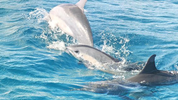 Encounter Kaikoura (Dolphin Encounter)