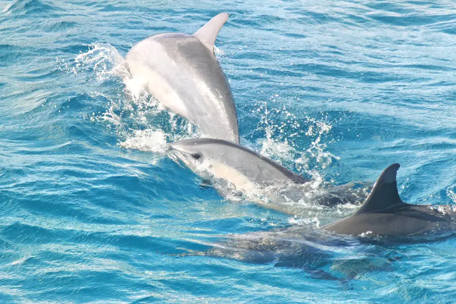 Encounter Kaikoura （Dolphin Encounter）