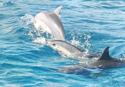 Encounter Kaikoura (Dolphin Encounter)