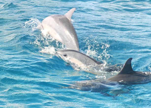 Encounter Kaikoura (Dolphin Encounter)