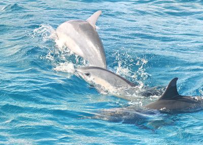 Encounter Kaikoura (Dolphin Encounter)