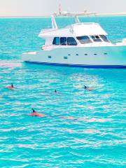 Dolphin Wild Cruises Jervis Bay