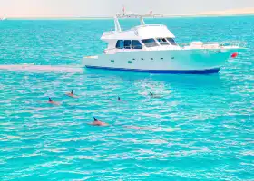 Dolphin Wild Cruises Jervis Bay