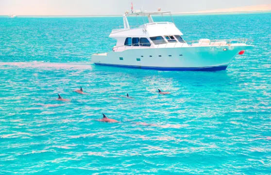 傑維斯灣觀海豚遊船票券成人