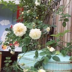 自可留花園咖啡屋張用戶圖片