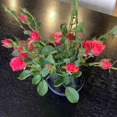 莫幹山課間度假酒店·晴餐廳張用戶圖片