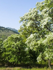 Liusu Forest, Queshan Mountain Scenic Area, Qingzhou City