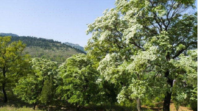 Liusu Forest, Queshan Mountain Scenic Area, Qingzhou City