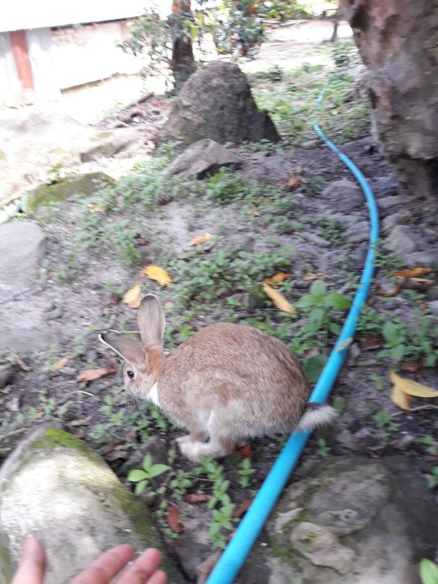 펌 쿨렌