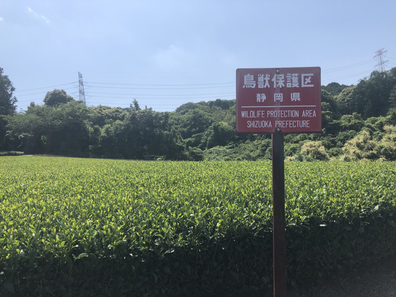 牧之原大茶園旅遊攻略指南 牧之原大茶園評論 牧之原大茶園附近推薦 Trip Com