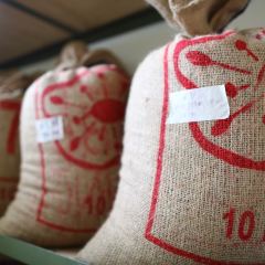 Otten Coffee 여행 사진